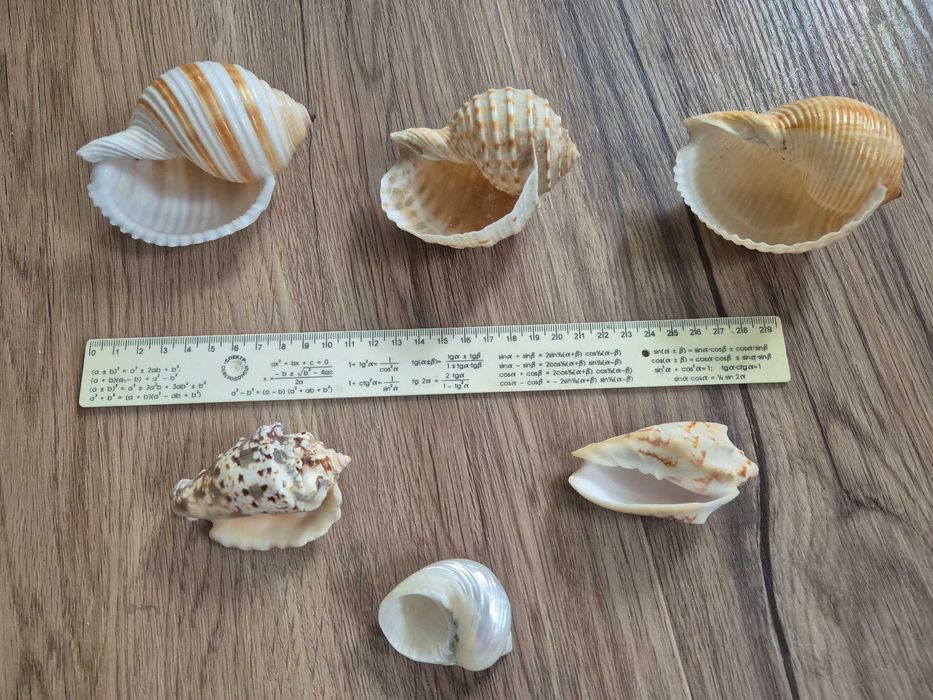 Nr26 Zestaw muszli - Semi Cassis, Tonna +GRATIS