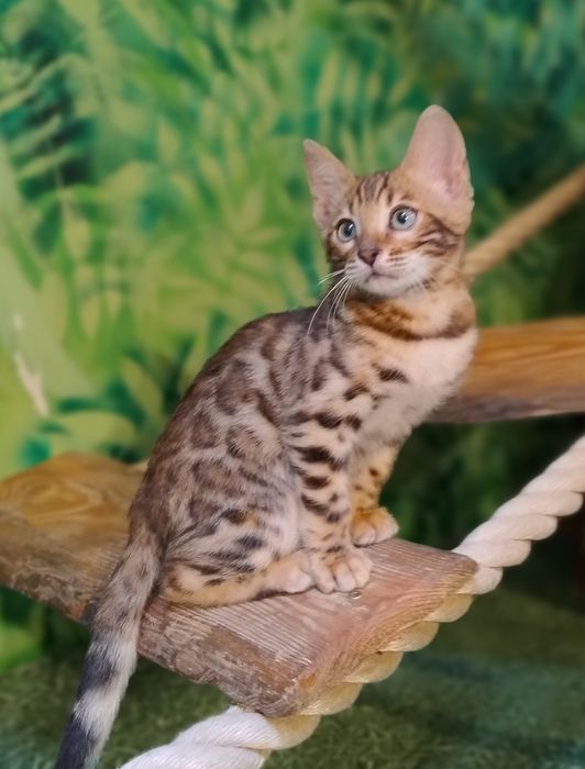 Kot Bengalski kocurek