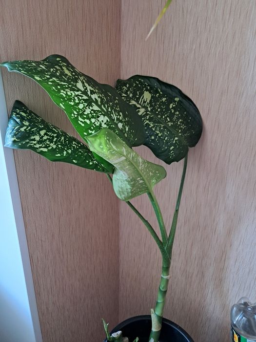 Комнатные растения. Диффенбахия,Бегония, традесканция Рео, спатиффилум