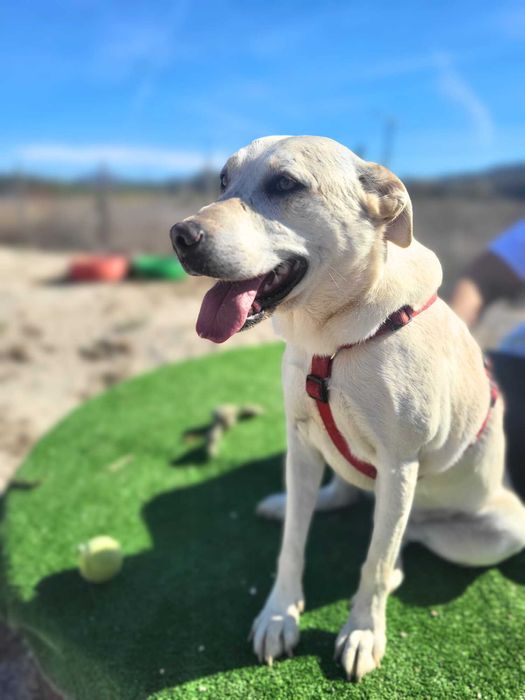 Kanda - cadela média para adoção