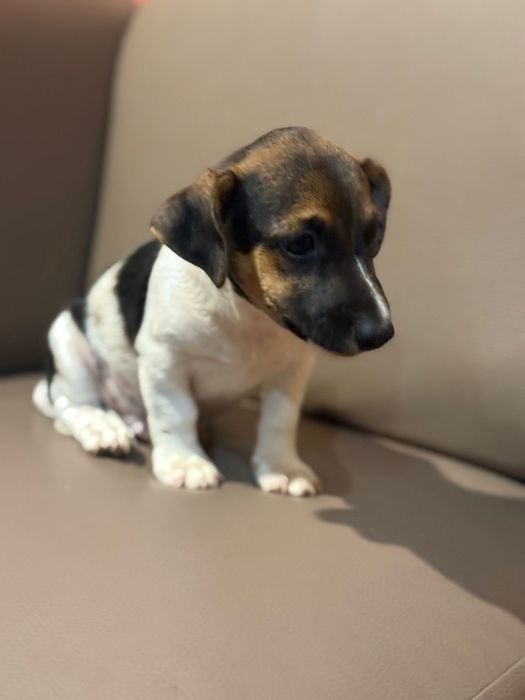 Jack russell terrier macho