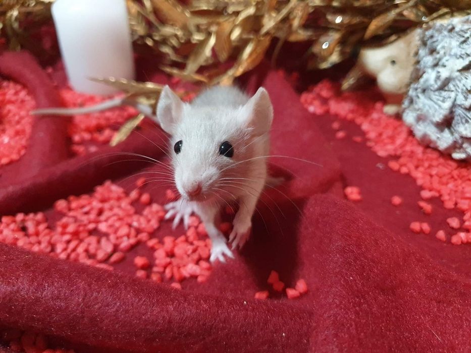 Szczur szczury szurki cudowne maluchy Dowóz do wielu miast w Polsce