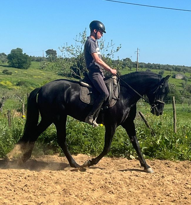Cavalo lusitano ferro Ortigão Costa
