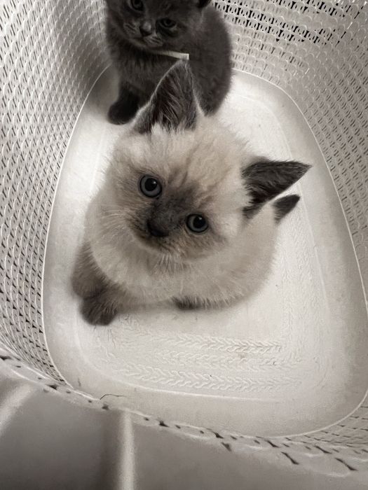 Kotka brytyjska Point