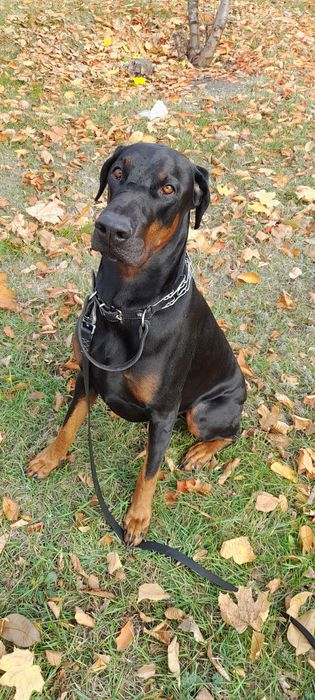 Вязка добермана .