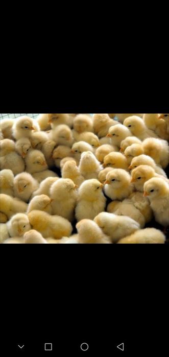 Цыплята бройлер Кобб-500, Фоксичик, Мастер Грей, Испанка, Муларды