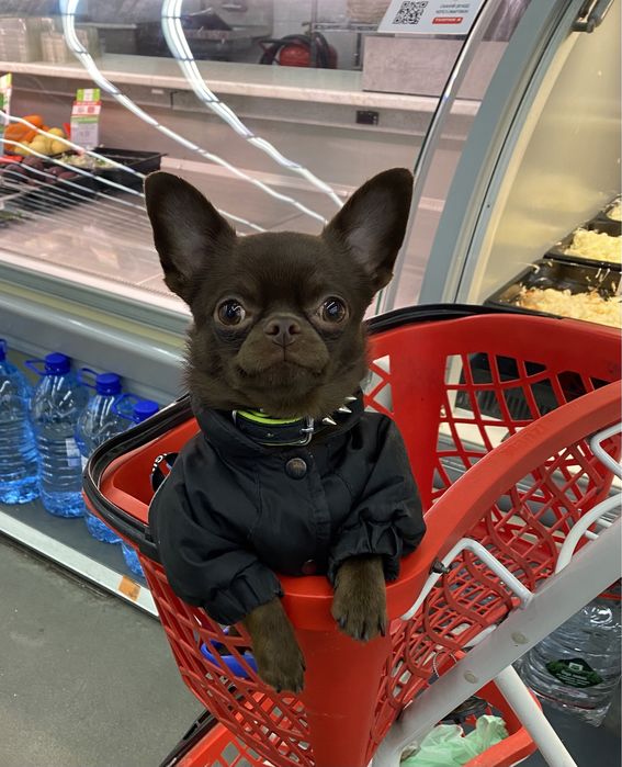 Кобель для вязки