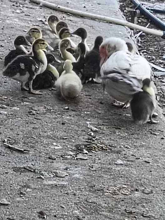 Patinhos mudos com 1 mês