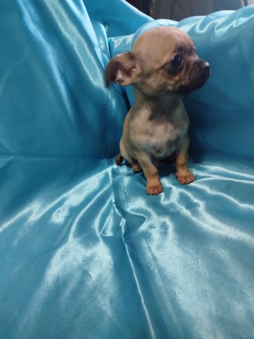 Chihuahua de pelo curto