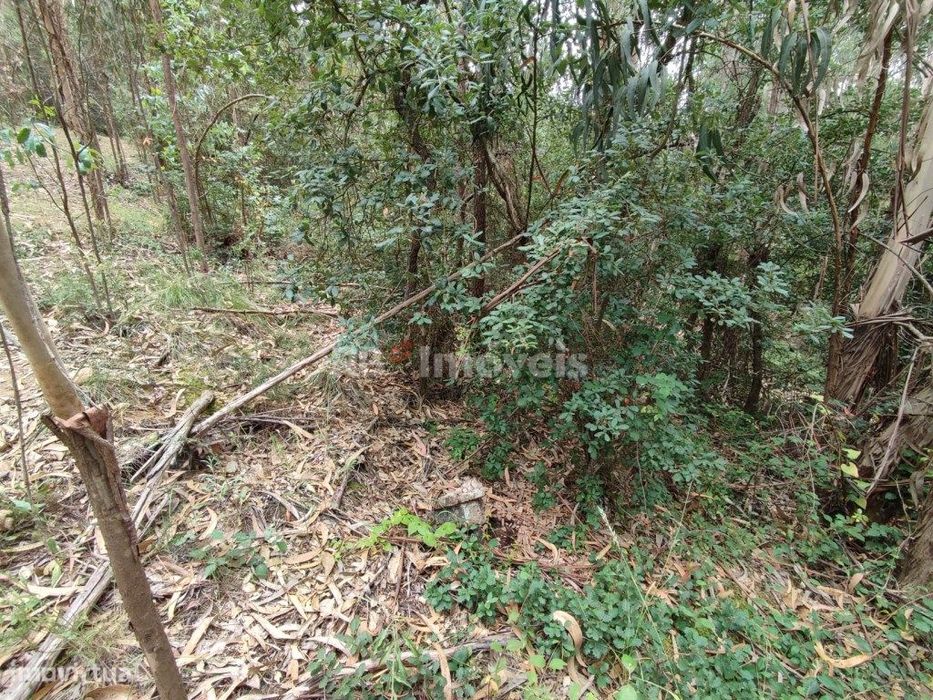 Eucaliptal com 3800m² - Serra de Santa Catarina, Ferreira do Zêzere