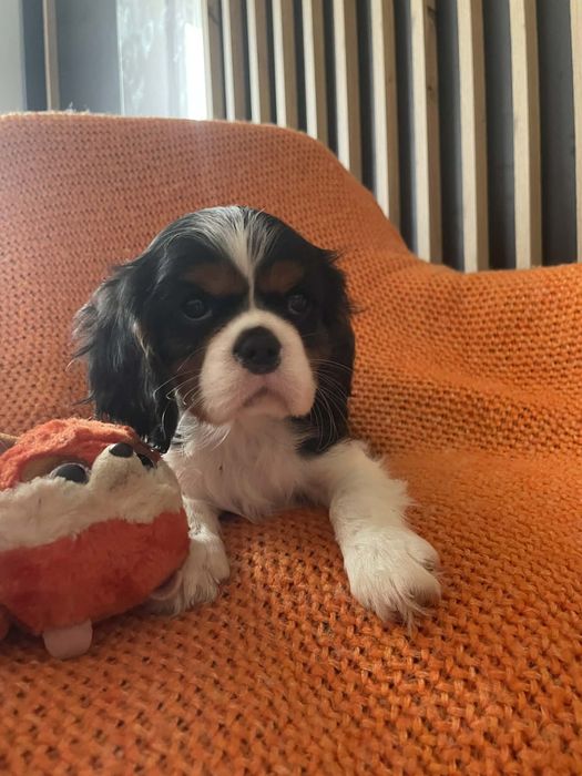 Cavalier king charles spaniel tricolor piesek z rodowodem