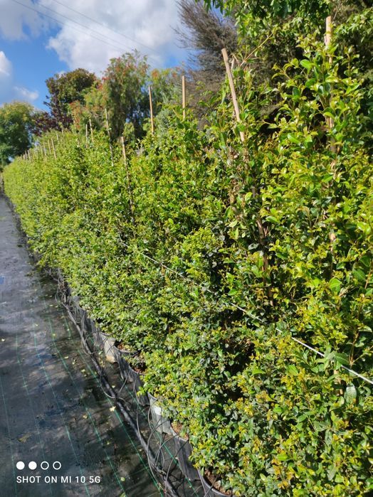 Eugênia Newport 50cm a 400cm