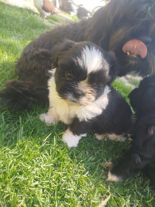 Shih tzu szczeniak