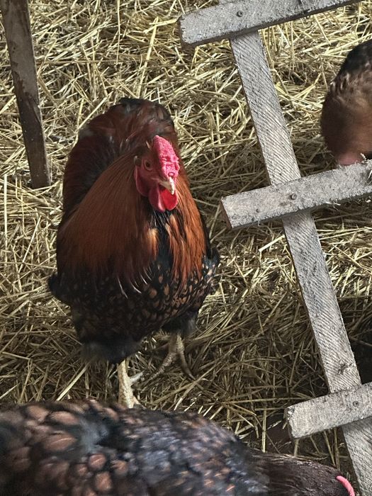 Віандот чорне золото