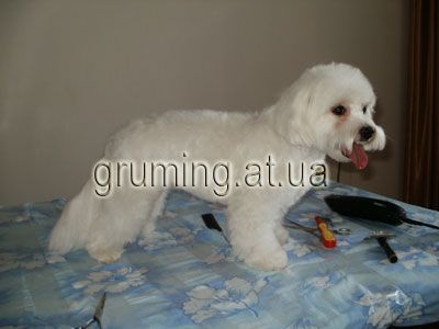 Стрижка собак и котов по приемлемым ценам. Днепропетровск.