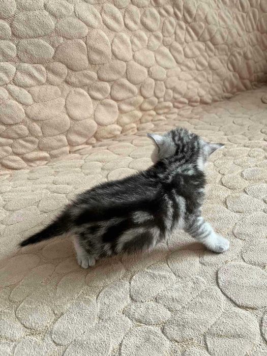 Вязка .Шотландский кот