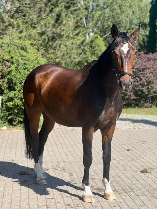 Wałach 11lat 168cm ujeżdżenie