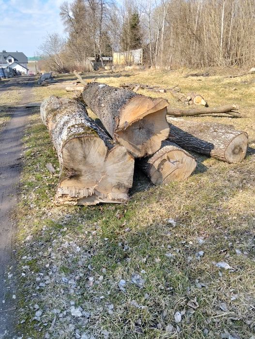 Drzewo klonu opal deski kantowki