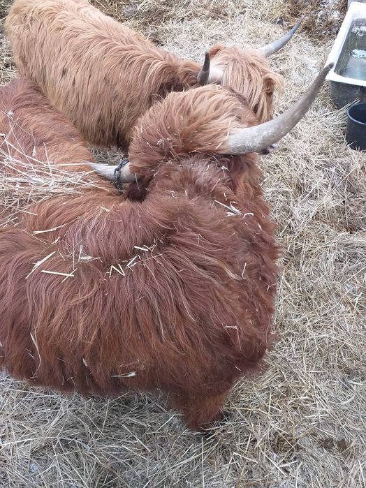 Cielak highland szkocki sprzedam