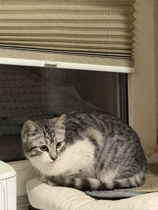 Молоденька стерилізована кішечка шукає сім'ю