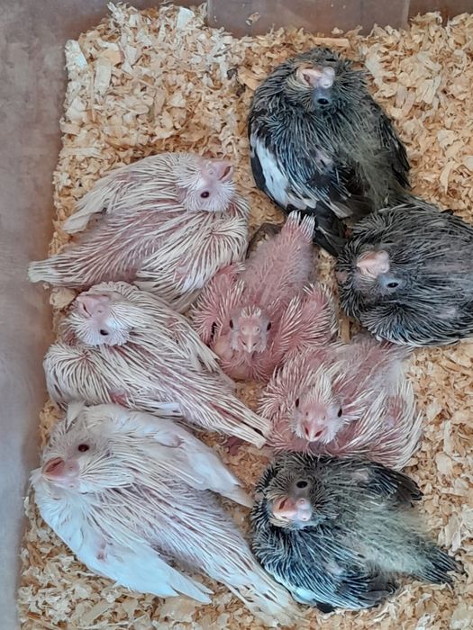 Caturras de 2024 e 2025 (várias mutações)