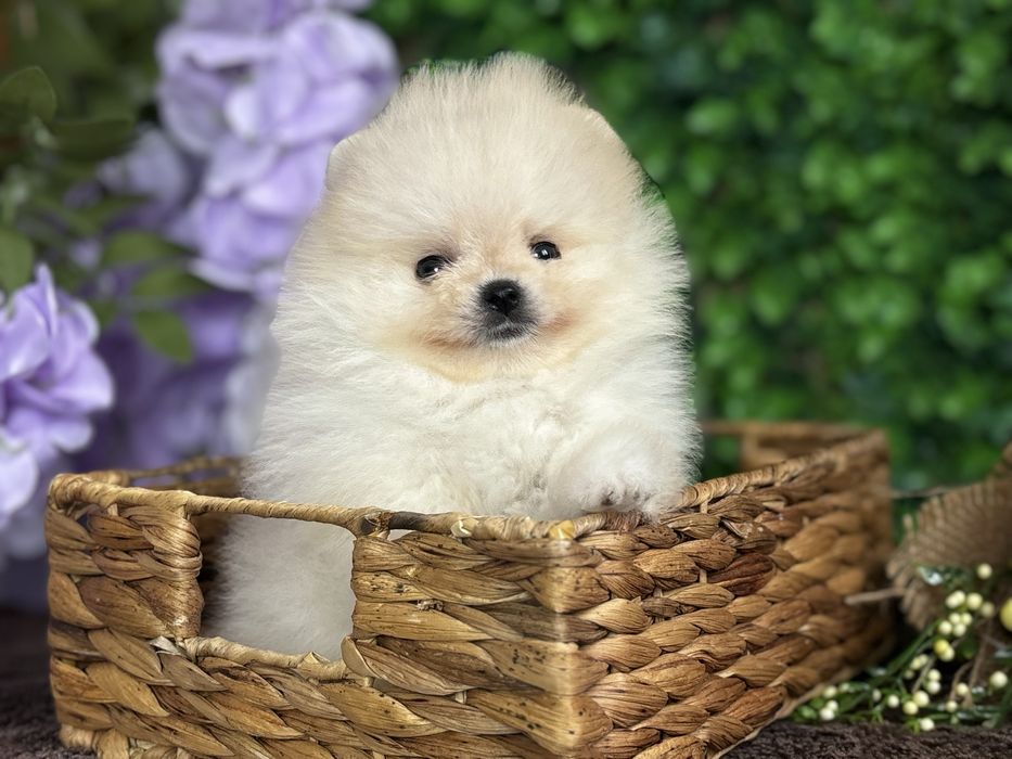 Міні дівчинка крем