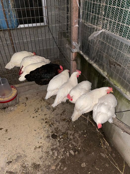 Ovos de Leghorn e Codorniz