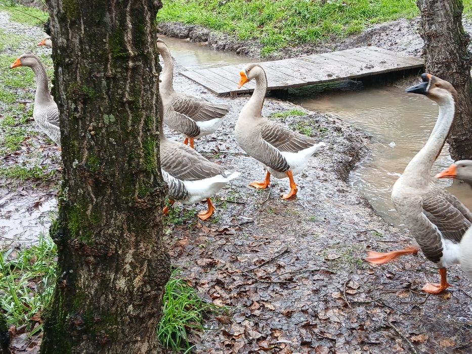 Casal de Gansos  Chinês/Africano x Toulouse