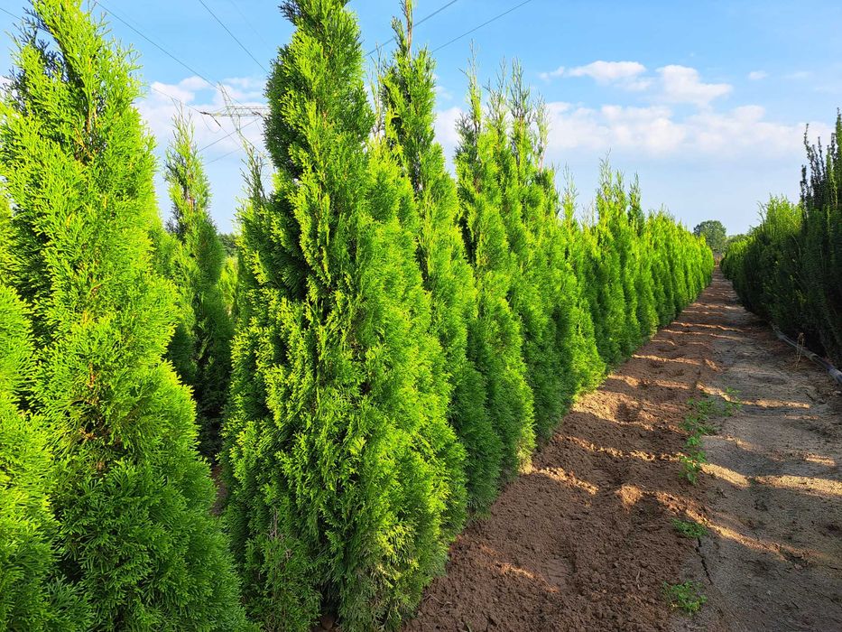 Tuja Szmaragd z gruntu