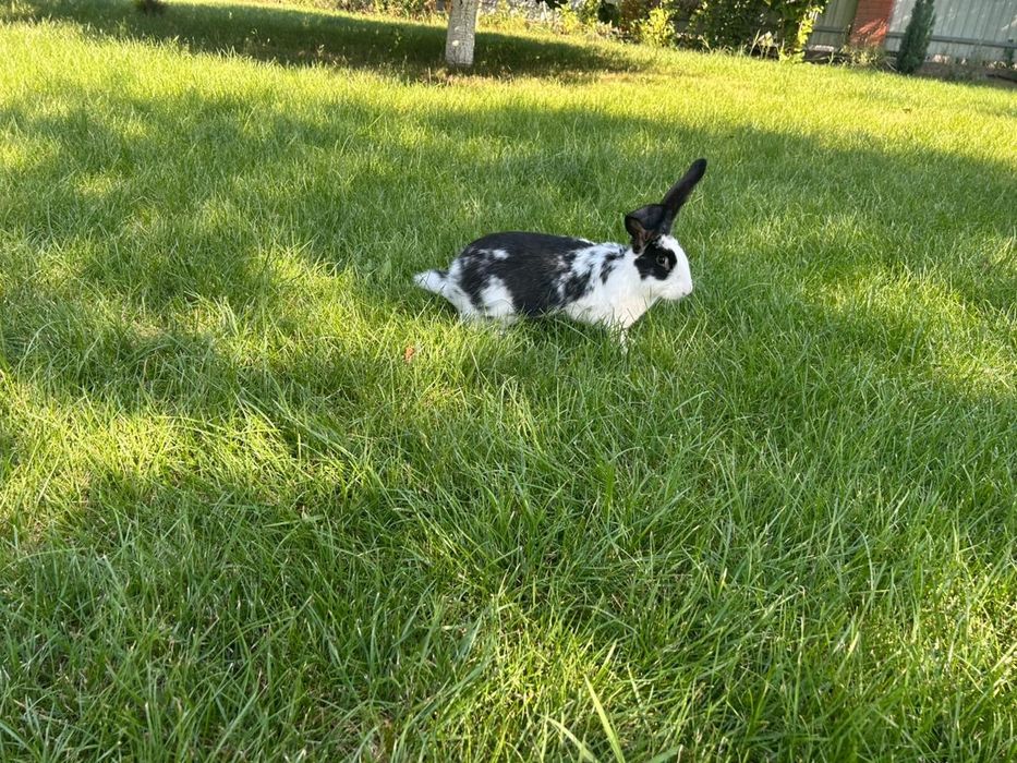 Кролики "Бабочка" и "Полтавской серебро"