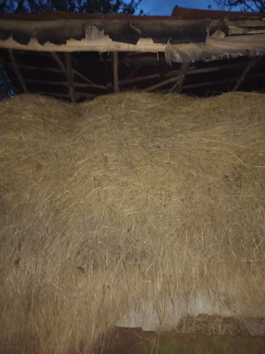 Продаю сіно з поля у оборозі
