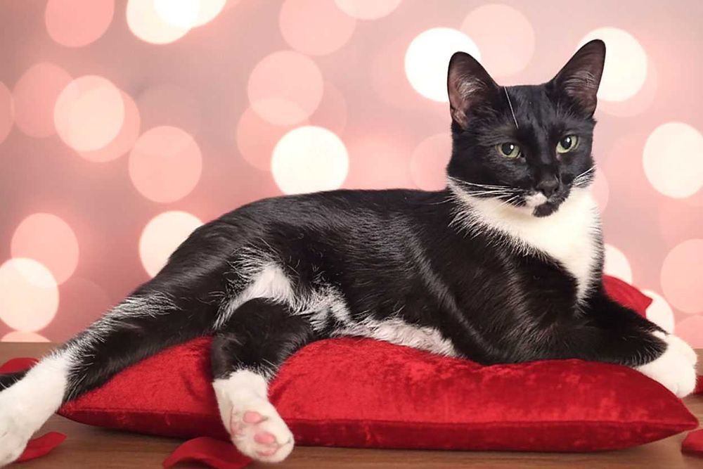 Rodzeństwo Rico i Didi wychowane od maleńkości