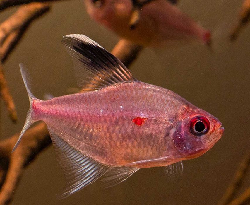 Bystrzyk Pereza - czerwonoplamy - Hyphessobrycon erythrostigma - dowóz