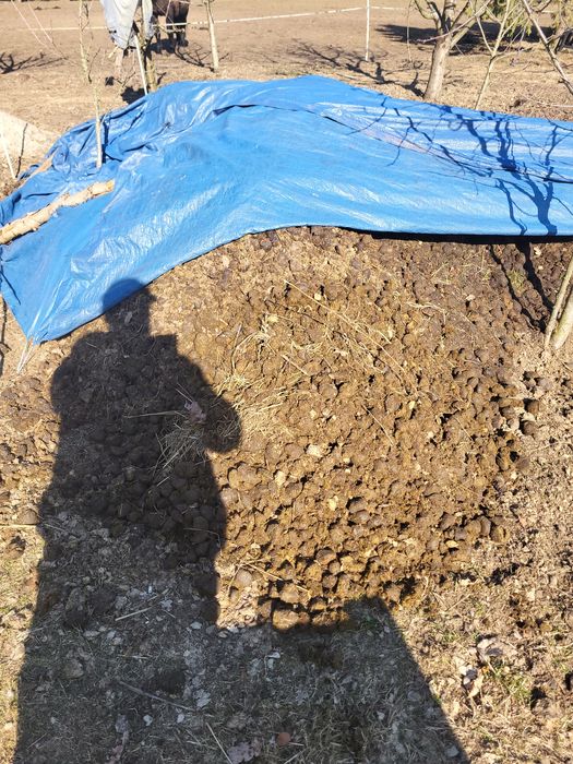 Obornik koński sprzedam