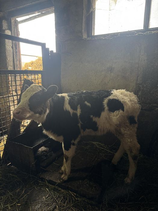 Продам телят на держання. Всі питання за номером