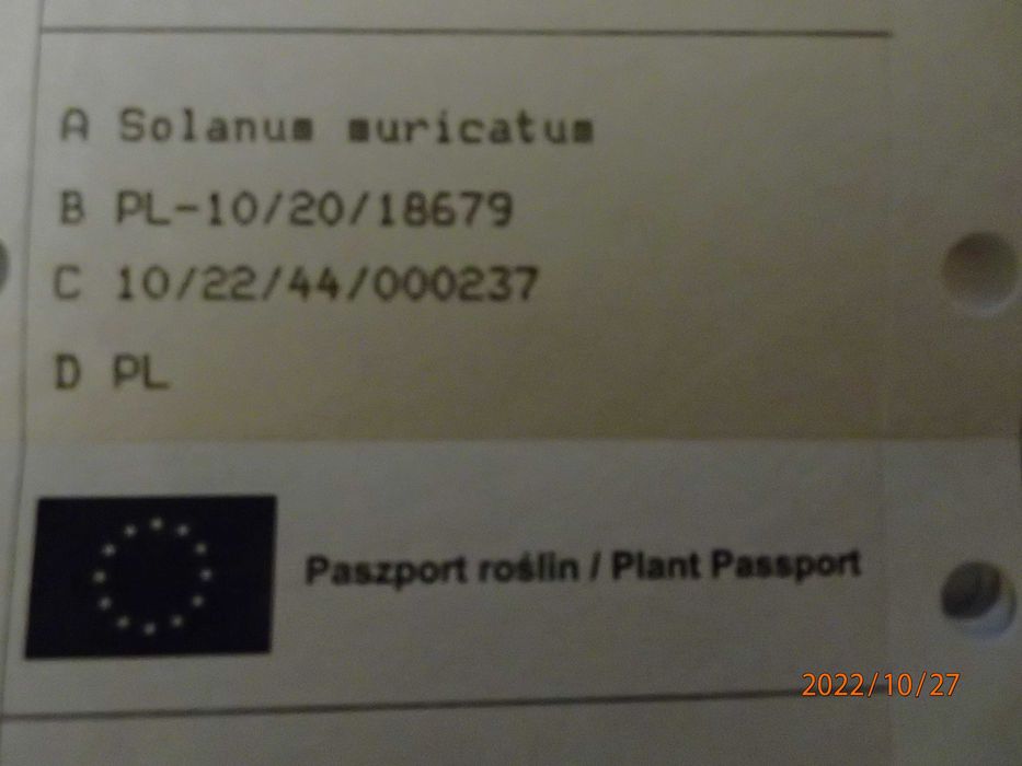 Pepino Gold pomidor melonowy Solanum muricatum w doniczce