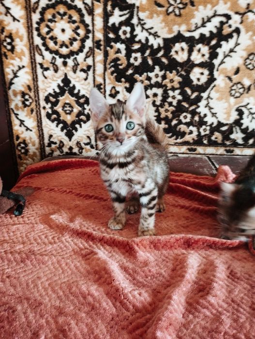 Бенгальский котенок