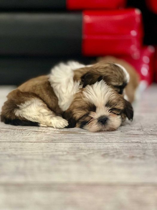 Szczeniaczek Shih Tzu- gotowy do zmiany domku od 25.10.2026r.
