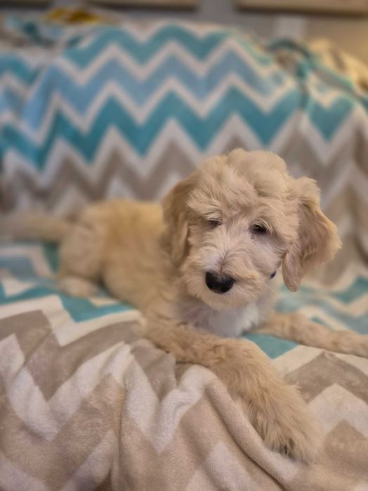 Goldendoodle f1b standard samiec