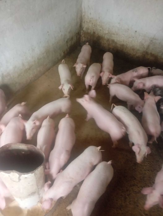 Продам поросята 17-20кг