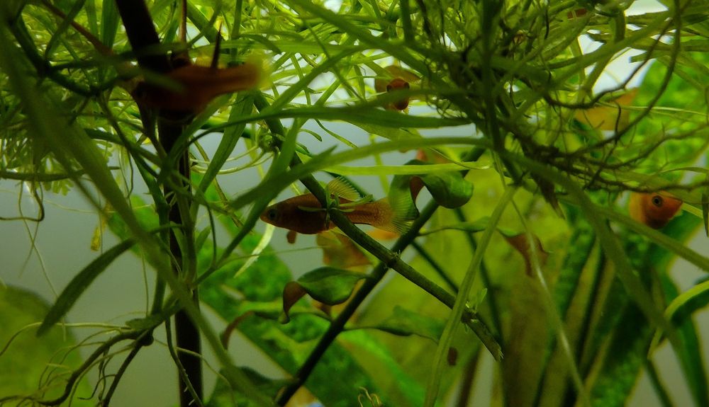 Mieczyki ryby akwariowe