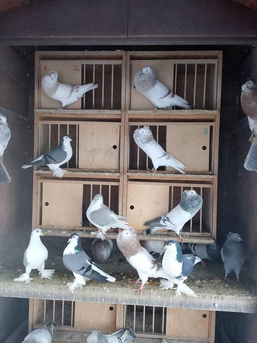 Gołębie garłacze górnośląskie 25r młode