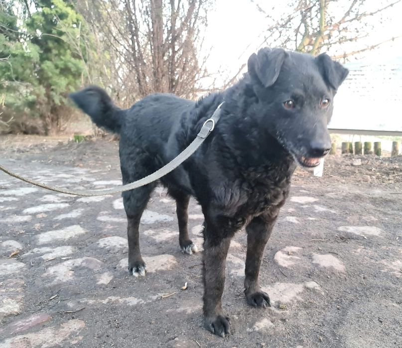 Spokojny Robin do adopcji!!! Pieski dowozimy!!!