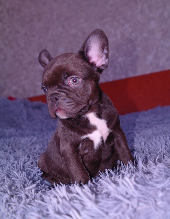 Щенки французского бульдога ждут Вас