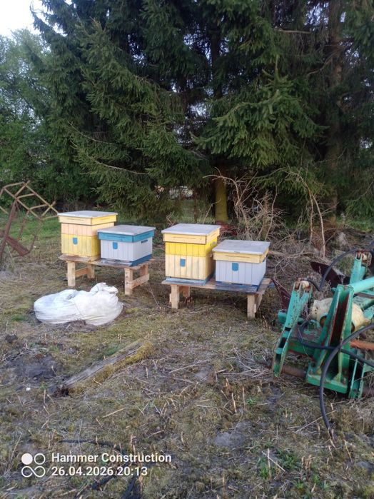 Rodziny pszczele pszczoły produkcyjne z zeszlego roku w dobrej kondycji na ramce wielkopolskiej
