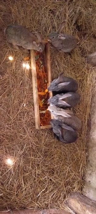 Vendo coelhos  caseiro
