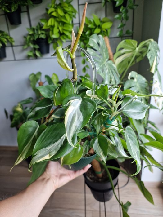 Philodendron Rio