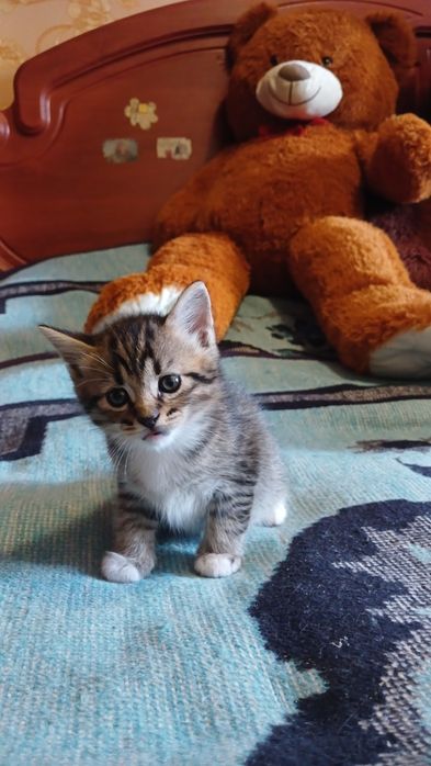 Шотландські кошенята