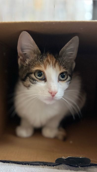 В добрые руки , отдам даром