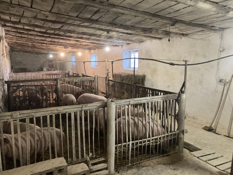 Бізнес ферма працююча